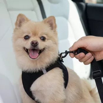 Suport universal SPIGEN PS100 pentru centura de siguranță auto pentru animale de companie, negru