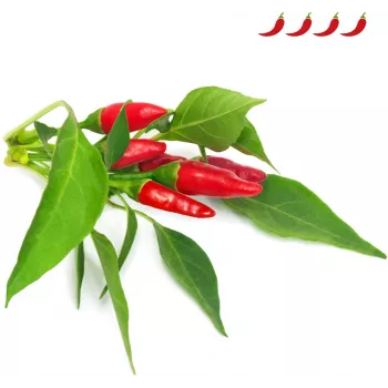 Capsule de plantare Click & Grow Piri Piri Chili Pepper pentru Smart Garden, pachet de 3 (SGR67X3)