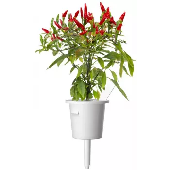 Capsule de plantare Click & Grow Piri Piri Chili Pepper pentru Smart Garden, pachet de 3 (SGR67X3)