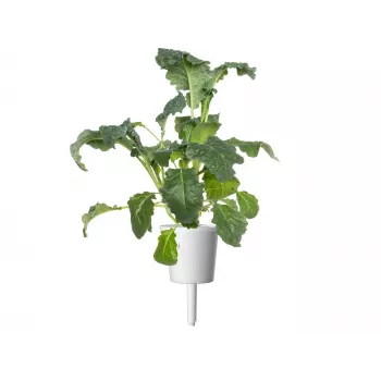 Rezervă Click & Grow Smart Garden, 3 capsule de plantare (SGR86X3)