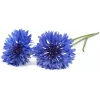 Click & Grow Cápsule de plante albăstrele pentru Smart Garden, pachet de 3 (SGR36X3)
