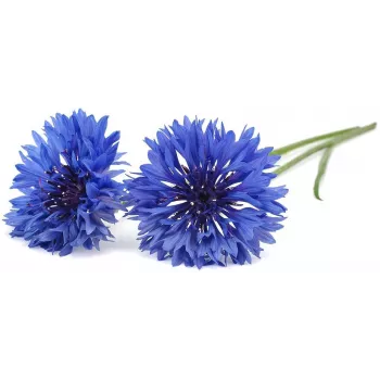 Click & Grow Cápsule de plante albăstrele pentru Smart Garden, pachet de 3 (SGR36X3)