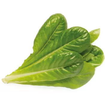 Rezervă capsule pentru plante Click & Grow SGR50X3 salată (3 buc.)