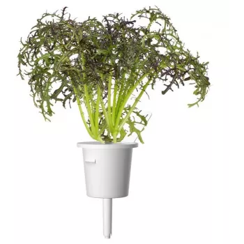 Rezervă Click & Grow Smart Garden Red Frill Mustard, 3 capsule pentru plante (SGR77X3)