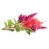Capsule pentru plante Click & Grow creastă de cocoș pentru Smart Garden, 3 buc. (SGR4X3)