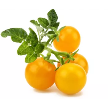 Pastile pentru plante Click and Grow Smart Garden Refill, mini roșii, pachet de 3
