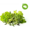 Capsule de plante amestec condimente pentru friptură Click & Grow pentru Smart Garden, pachet de 9 (PPMSSX9)