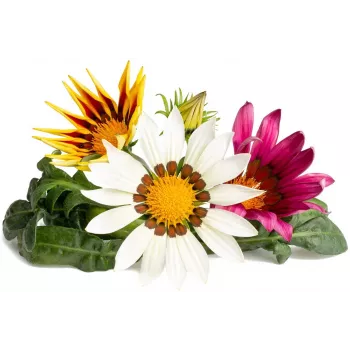 Capsule de plante Gazania Click & Grow pentru Smart Garden, pachet de 3 (SGR92X3)