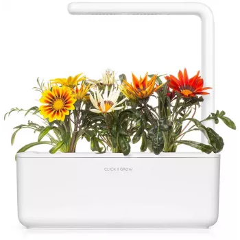 Capsule de plante Gazania Click & Grow pentru Smart Garden, pachet de 3 (SGR92X3)