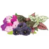 Capsule de plante Vibrant Flower Mix Click & Grow pentru Smart Garden, pachet de 9 (PPMVBX9)