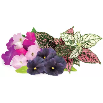 Capsule de plante Vibrant Flower Mix Click & Grow pentru Smart Garden, pachet de 9 (PPMVBX9)