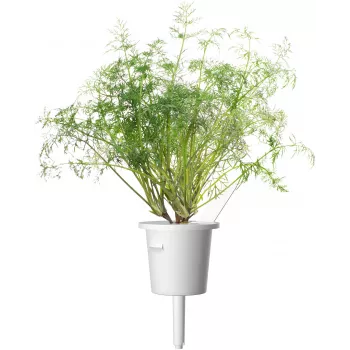Rezervă capsule de plante mărar Click & Grow SGR49x3 pachet de 3