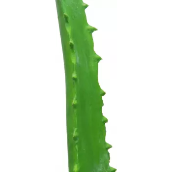 Plantă artificială de Aloe Vera EUROPALMS în ghiveci negru, 63cm 82809112