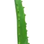 Plantă artificială de Aloe Vera EUROPALMS în ghiveci negru, 63cm 82809112