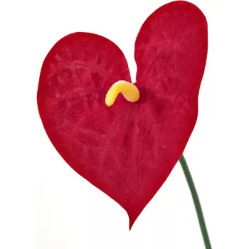 Anthurium artificial EUROPALMS, 70 cm 82530164