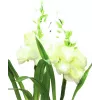 EUROPALMS, anthurium, set de 3 cu LED-uri, alb, 85 cm (83330302)