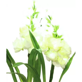 EUROPALMS, anthurium, set de 3 cu LED-uri, alb, 85 cm (83330302)