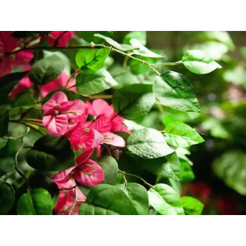 Plantă artificială Bougainvillea EUROPALMS, roz, 150 cm 82507055