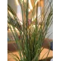 Iarbă de stuf artificială EUROPALMS, 145 cm, verde/maro, preplantată 82600229