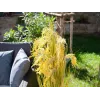 EUROPALMS Artificial Reed Grass Bundle, 118 cm 82600136