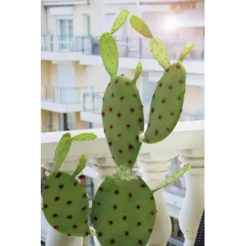 EUROPALMS Cactus cu frunze plantă artificială, 75cm 82600068