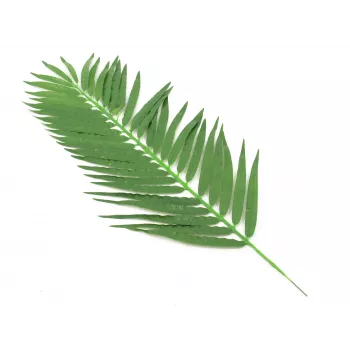 EUROPALMS frunză de palmier cocotier, artificială, 110cm, pachet de 12 82509897