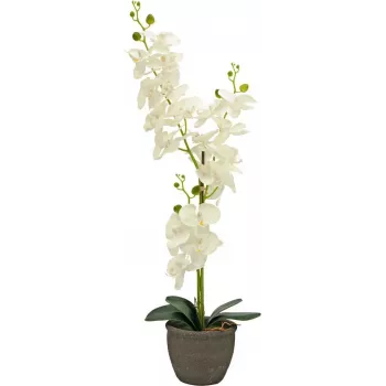 EUROPALMS orhidee plantă artificială, crem, 80cm 82530361