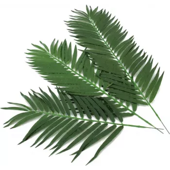 EUROPALMS Artificial Coconut Palm Fronds, 80 cm, 12-Piece Set 82509895