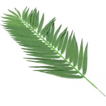 EUROPALMS frunze artificiale de palmier cocotier, 90 cm, 12 bucăți, verde 82509896