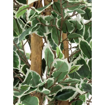 Plantă artificială EUROPALMS Silberficus Benjamina, 180 cm 82506116