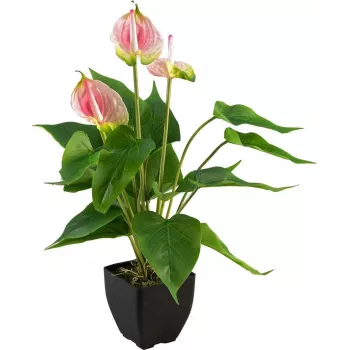 Anthurium artificial EUROPALMS, alb-roz 82540348