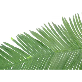 EUROPALMS Frunză artificială de palmier regal de cocos, 180 cm 82509847