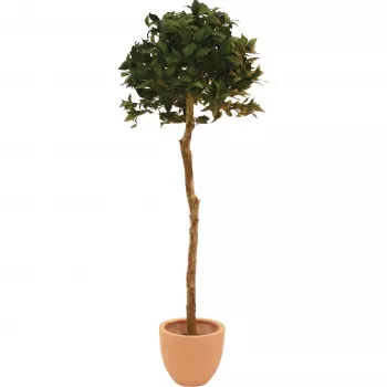 EUROPALMS Copac artificial cu bilă de dafin, 180 cm 82506946