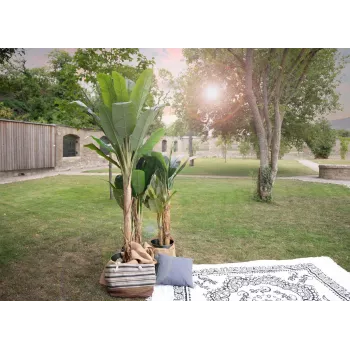 EUROPALMS Bananier artificial, 210 cm 82509507