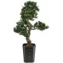 Plantă artificială Bonsai Podocarpus EUROPALMS, 80cm 82600116