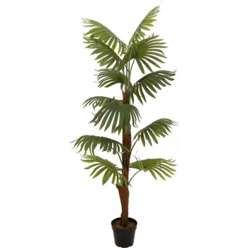 Plantă artificială EUROPALMS Fächerpalme, 155cm 82509303